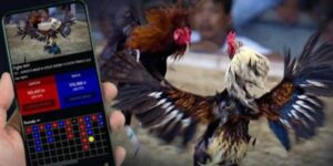 Các tính năng đặc biệt của trò chơi