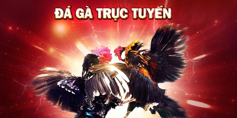 Đá gà 88 là gì