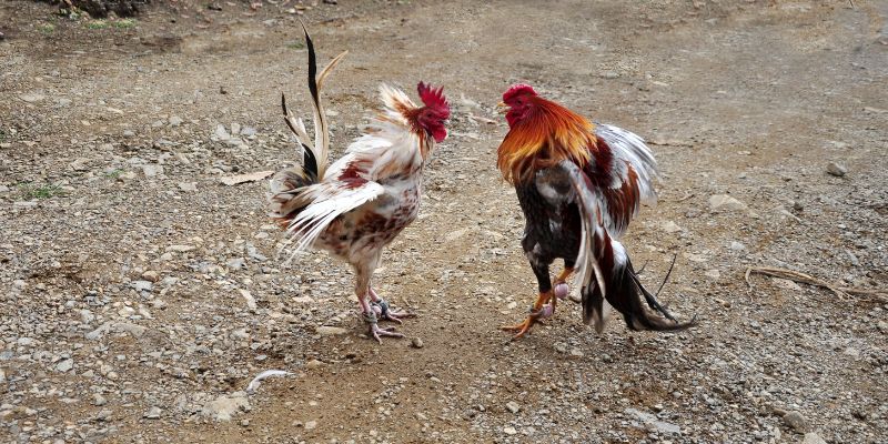 Vì sao nên chọn trò chơi để chơi